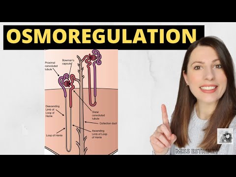 Video: Osmoregulation Ni Nini?