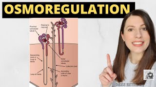 OSMOREGULATION- A-level Biology. How the hypothalamus, posterior pituitary and ADH work together