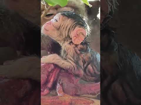 Amazing Action Of Mom Monkey Giving Birth To Newborn Baby Monkey Shortvideo Newbaby