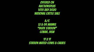 Dijoe Cows And Calves