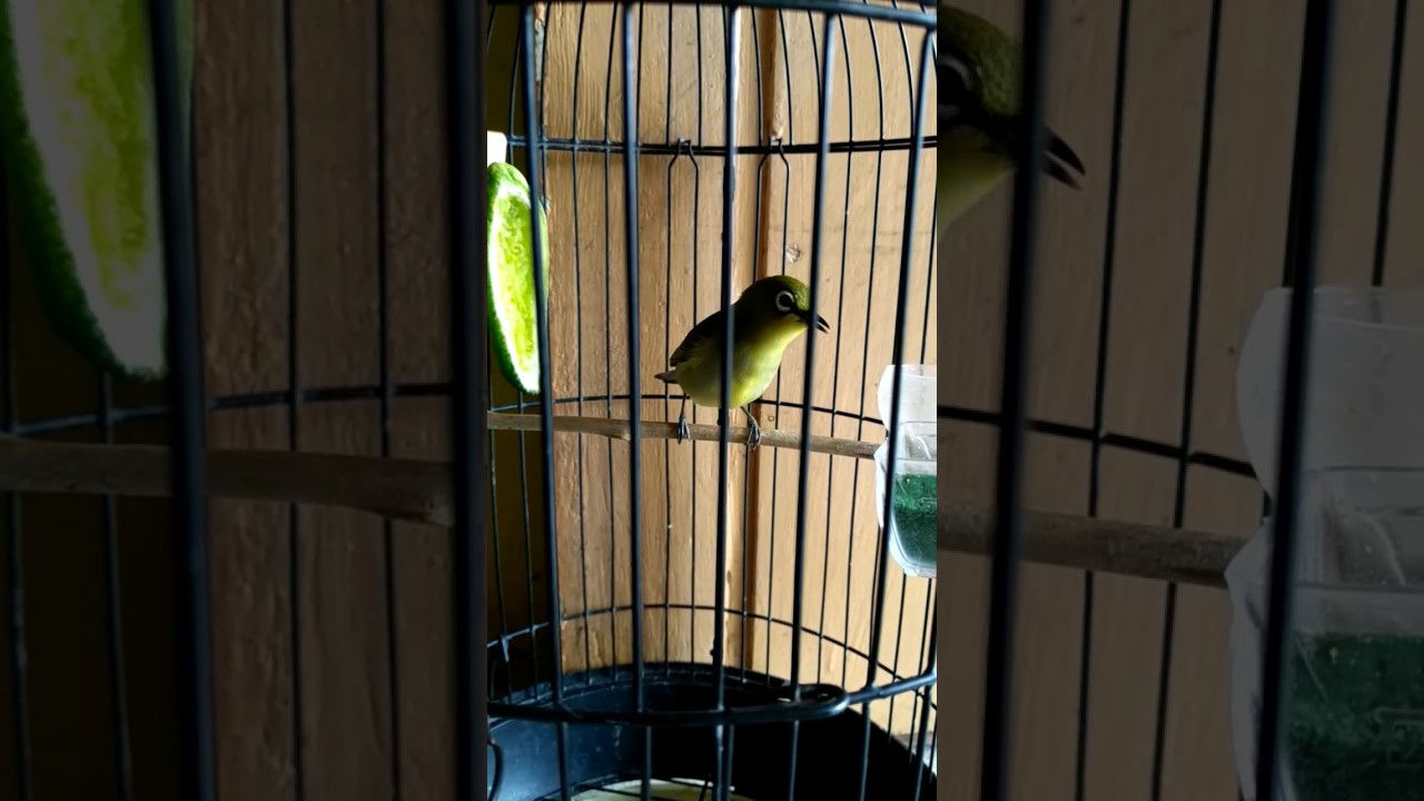 Download Suara Burung Pleci Dakun Garut - Berbagai Suara