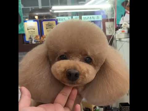 korean toy poodle
