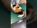 【三毛猫】ワクチンを受けにきたミケ