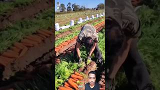 Harvesting carrot very satisfying | P-6 #shorts #carrot