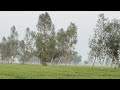 Hindi video | funandcreativity #trending #viral #trendingshorts #nature#funny #vlog #bird