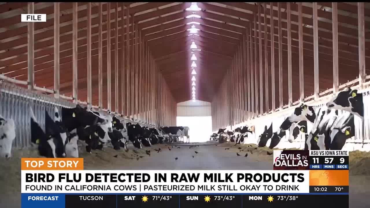 Bird flu detected in raw milk products nationwide - YouTube