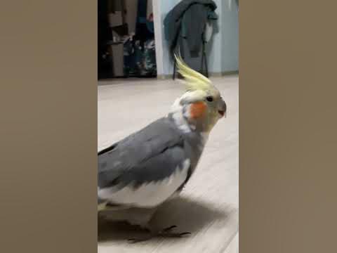 Деловитый делопут #чудо #корелла #чудовперьях #жизнь - YouTube
