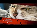 Приколы с котами #3 / Funny cats #3
