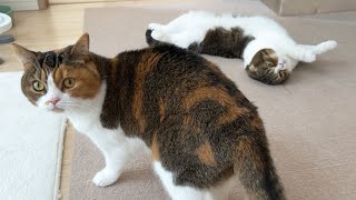 お別れしたむすめ猫とパパ猫のその後に変化がありました… by スコスコぽこ太郎&うま次郎〜猫ちゃんねる〜 50,298 views 2 weeks ago 4 minutes, 45 seconds