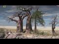 🌍 Baobab – drzewo nie z tej ziemi [FILM DOKUMENTALNY LEKTOR PL]