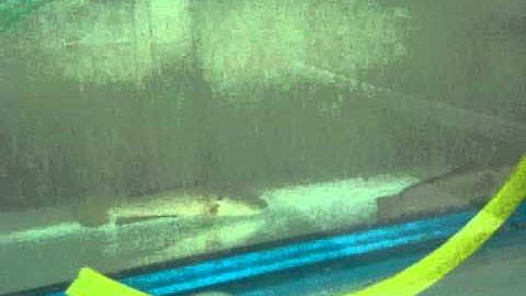 Effect of Dissolved Oxygen Level on Fish