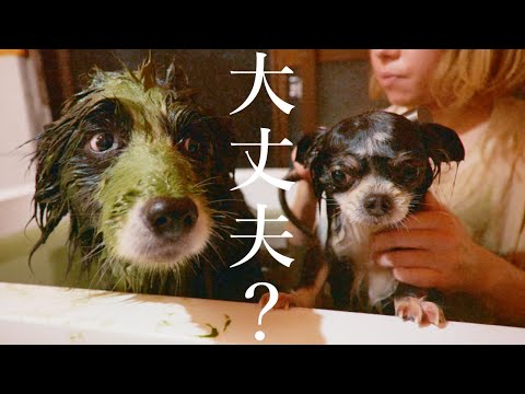 弟犬の変わり果てた姿に焦る緑色のボーダーコリー