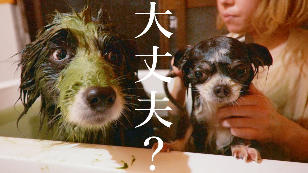 生まれて初めて弟犬と一緒にお風呂に入ったら結果、何故かこうなった…