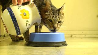 100 Ways To Love A Cat: Way 6