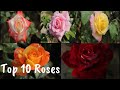 Most beautiful roses  flower   enjoy along with relaxing music viral