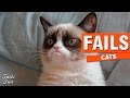 INTENTA NO REIRTE CON ESTE VIDEO 2 | Cat Fails Compilation | Vine Compilation