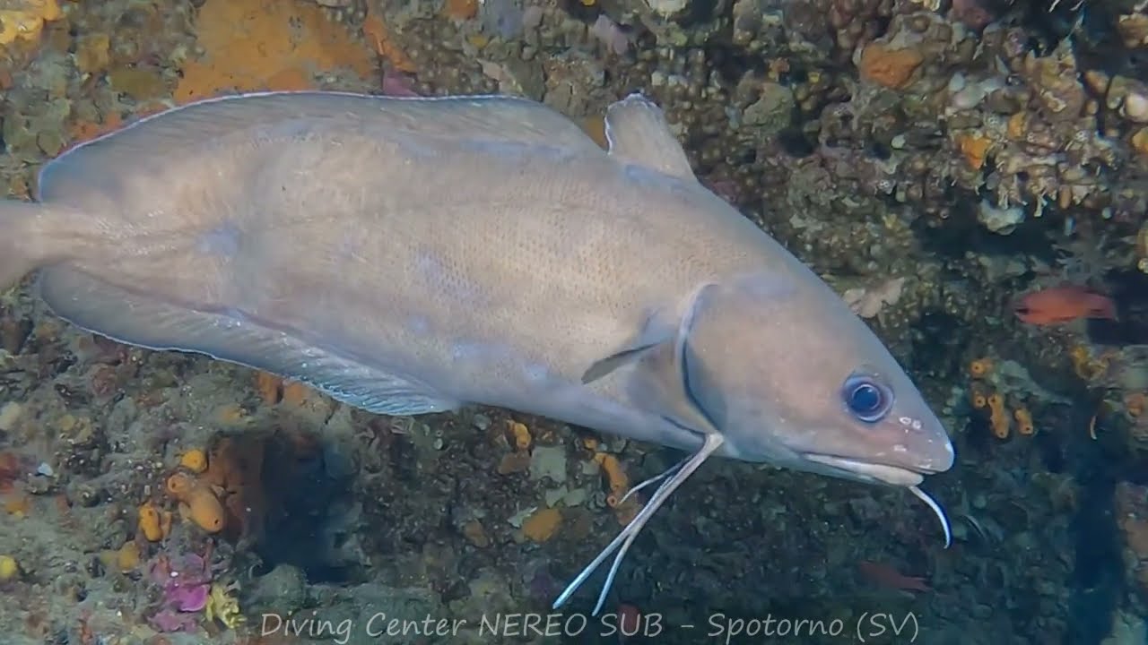 Spotorno  e dintorni:  L'IISOLA DI BERGEGGI (parte due)