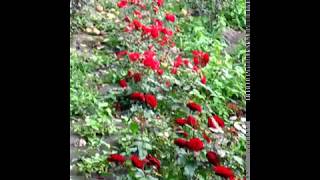 видео Розы Флорибунда : Саженцы розы сорт Кордула