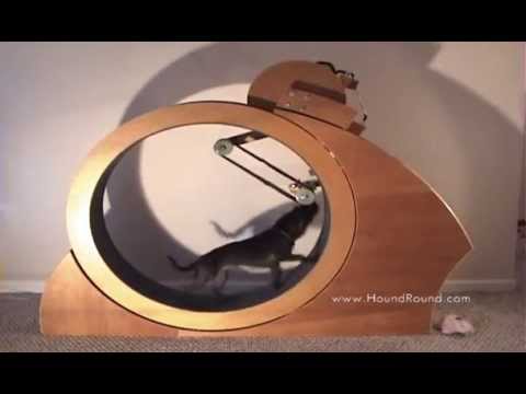 Dog on Giant Hamster Wheel