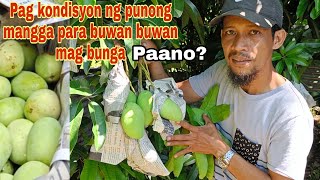 Buwan buwan may bunga ang Mangga mo.Paano ito gawin?( conditioning) tutorial \& tips.