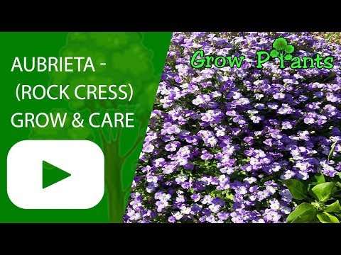 Vídeo: Rock Cress Ground Cover: Informações sobre cultivo e cuidados com plantas de agrião