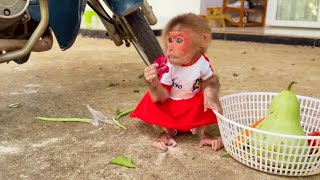 Tiny Chef Alert Monkey Kyo Cooks A Very Special Meal Today