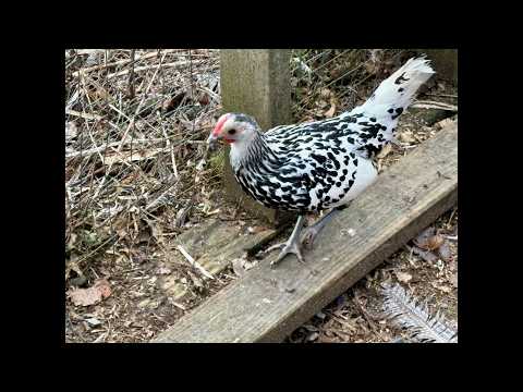 Everyone is out free ranging