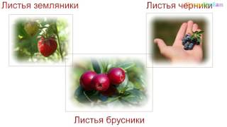 Лечение поджелудочной железы народными средствами. Панкреатит Лечение поджелудочной железы народными средствами. Панкреатит