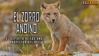 ZORRO ANDINO: EL ESPÍRITU DE LOS ANDES, PROTECTOR DEL AYLLU!