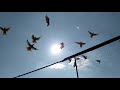 Бойные Голуби. Широкохвостие. 18.02.20 Грузия. Тбилиси. Roller Pigeons