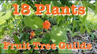 18 Understory Plants Growing in My Fruit Tree Guild (and a few more I will try)