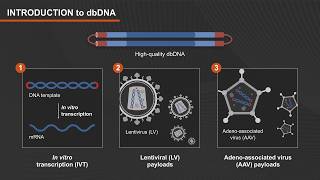 Efficient Synthesis of dbDNA Products