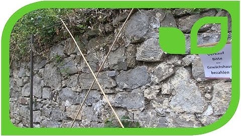 Cordon Training of Fruit Trees - Diagonal Cherry Trees