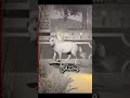 جدران ورا جدران هاني شاكر