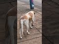 #pets #amigues#cachorro #petsfofinhos #dogs #doglife #doglove #doglife #amor#like #life #feedshorts