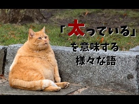 #157: fat, chubby, tubbyなど「太っている」を意味する語（ボキャビル・カレッジ・第157回）