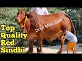 दुर्लभ Red Sindhi Cow For Sale ||👌|| Super Show Quality Cow || Video by Farm Talk
