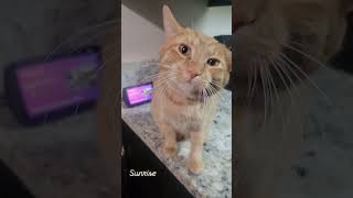 #cutecat #sunrise #catlover #viralvideo #catshorts #shorts