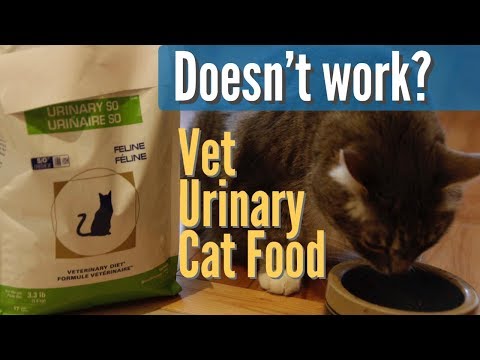 Video: How To Feed A Cat With Urolithiasis