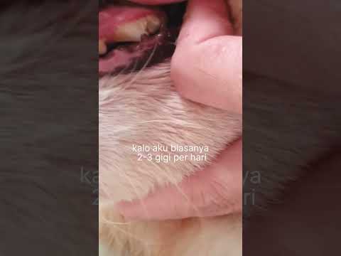 Βίντεο: Diabetes Mellitus της γάτας