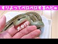 べた慣れのかわいいアオダイショウちゃんとたわむれてみた【蛇の飼育】♦️I played with the rat snake