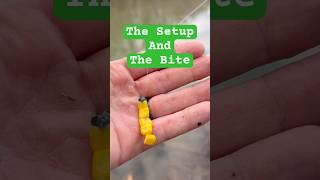 Freelining Corn For Carp The Bite & The Setup
