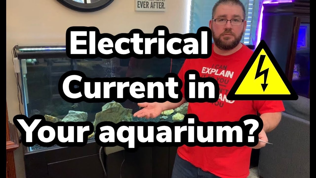 TESTING electrical current in your aquarium!? YouTube