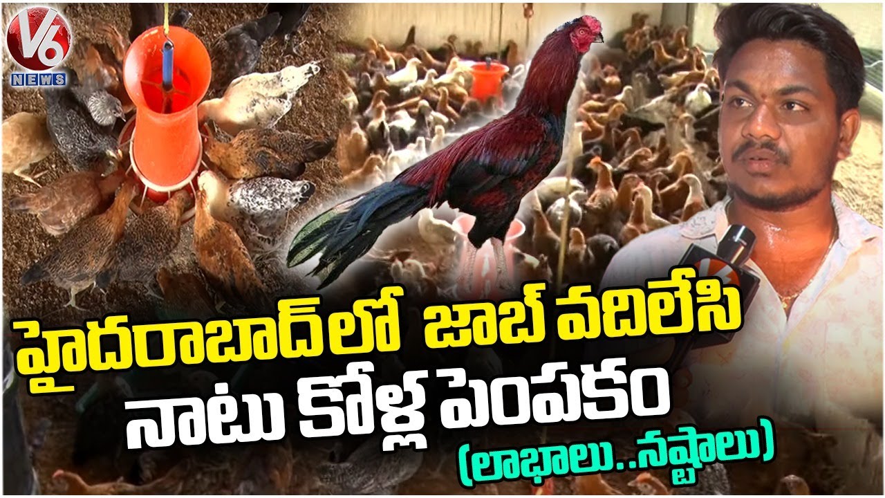 Natu Kodi Farming | How To Grow Natu Kodi In Poultry Farm | Jagtial | V6 News