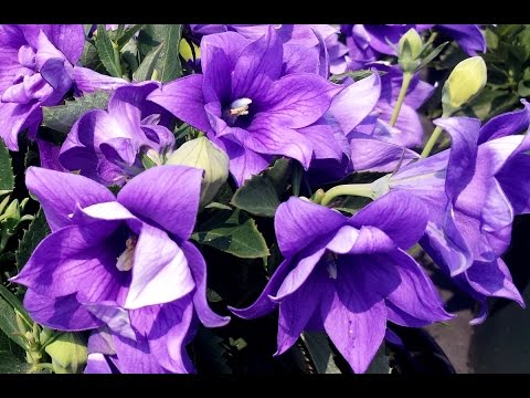 Vídeo: Balloon Flower Plant - Cultiu de flors de globus al vostre jardí