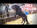 Johnny the wild stallion. Friesian horses