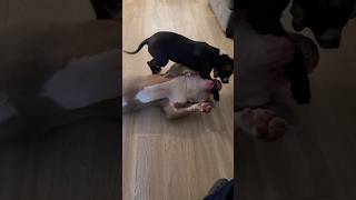 Crushed Her Leg Easily Screamed