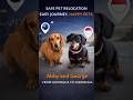 Pet Relocation to Indonesia: Abby &amp; George’s Journey from Australia to Bali