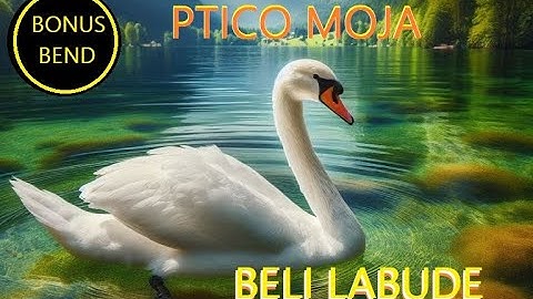 Bonus bend 004 - PTICO MOJA BELI LABUDE, Aleksandrino punoletstvo, Brus, jul 2023.
