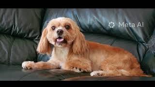 Unchained Melody By The Righteous Brothers 